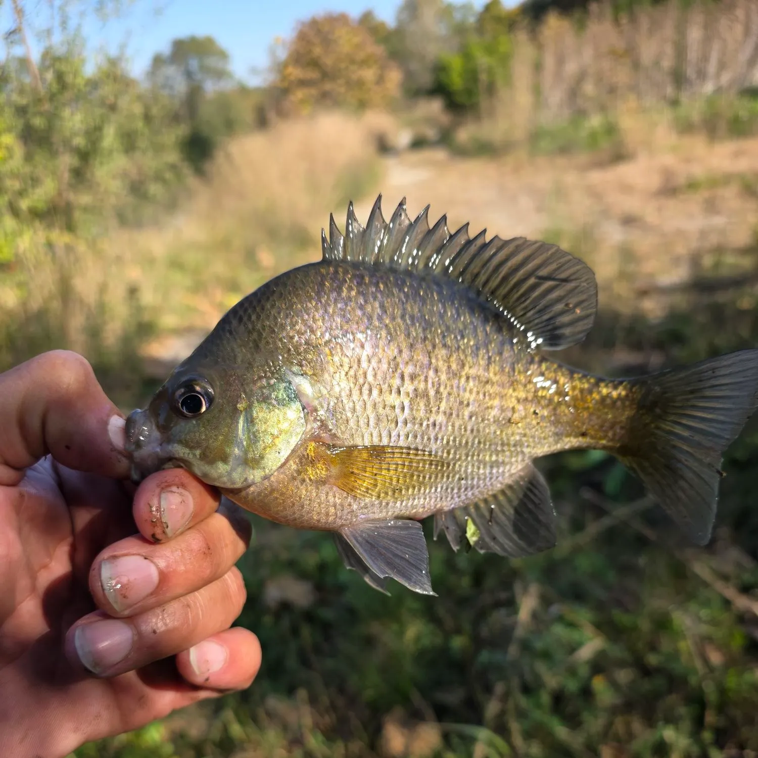 Bluegill caught on Fishbrain