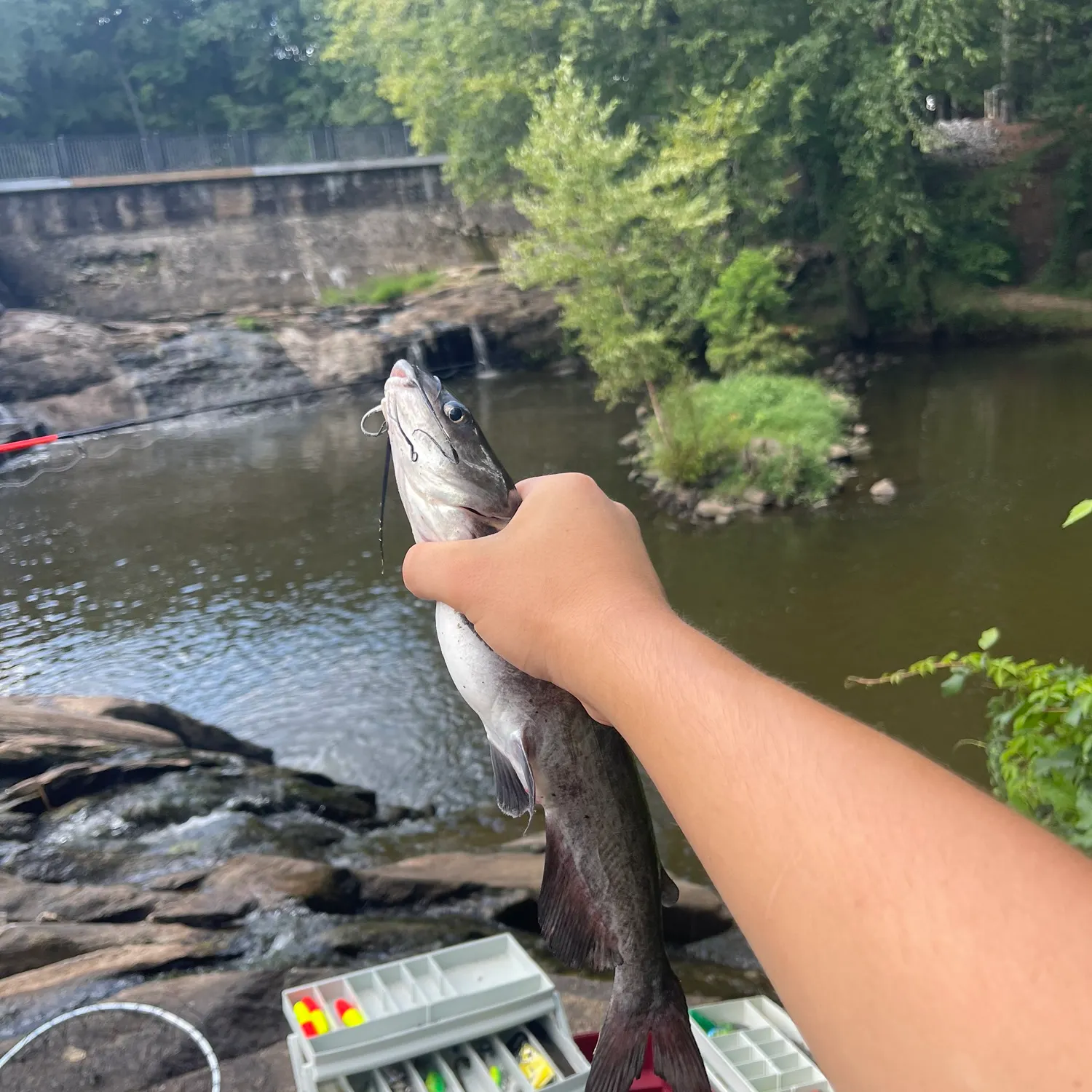 Channel catfish caught on Fishbrain
