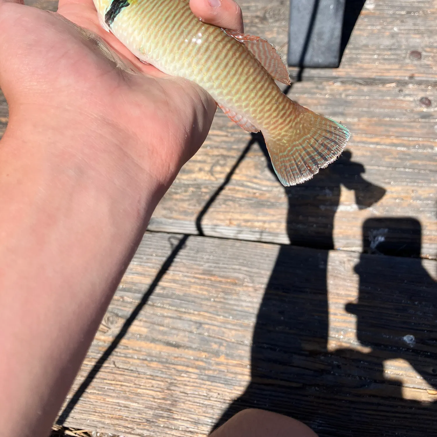 The most recent Rock wrasse catches on Fishbrain