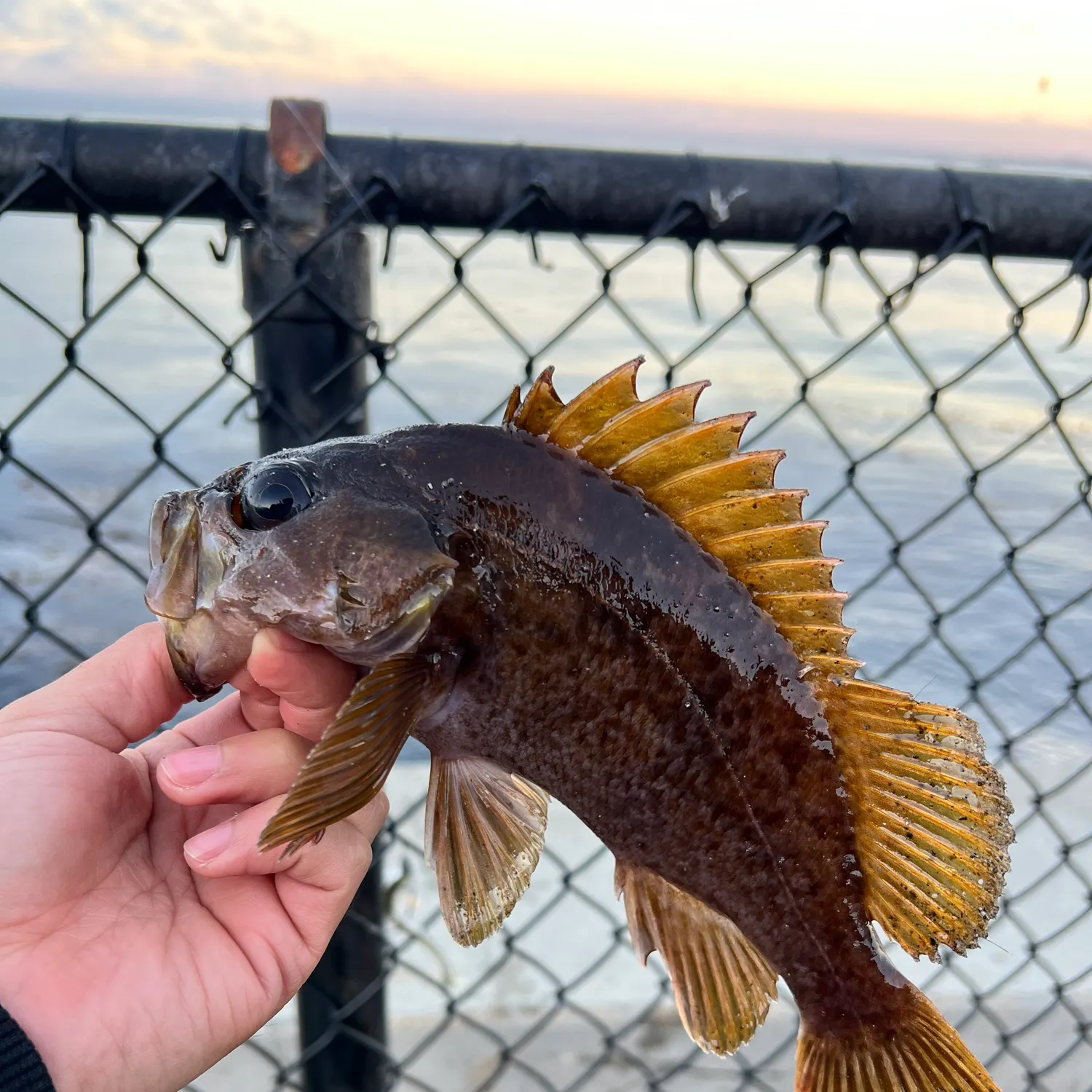 The most recent Kelp rockfish catches on Fishbrain