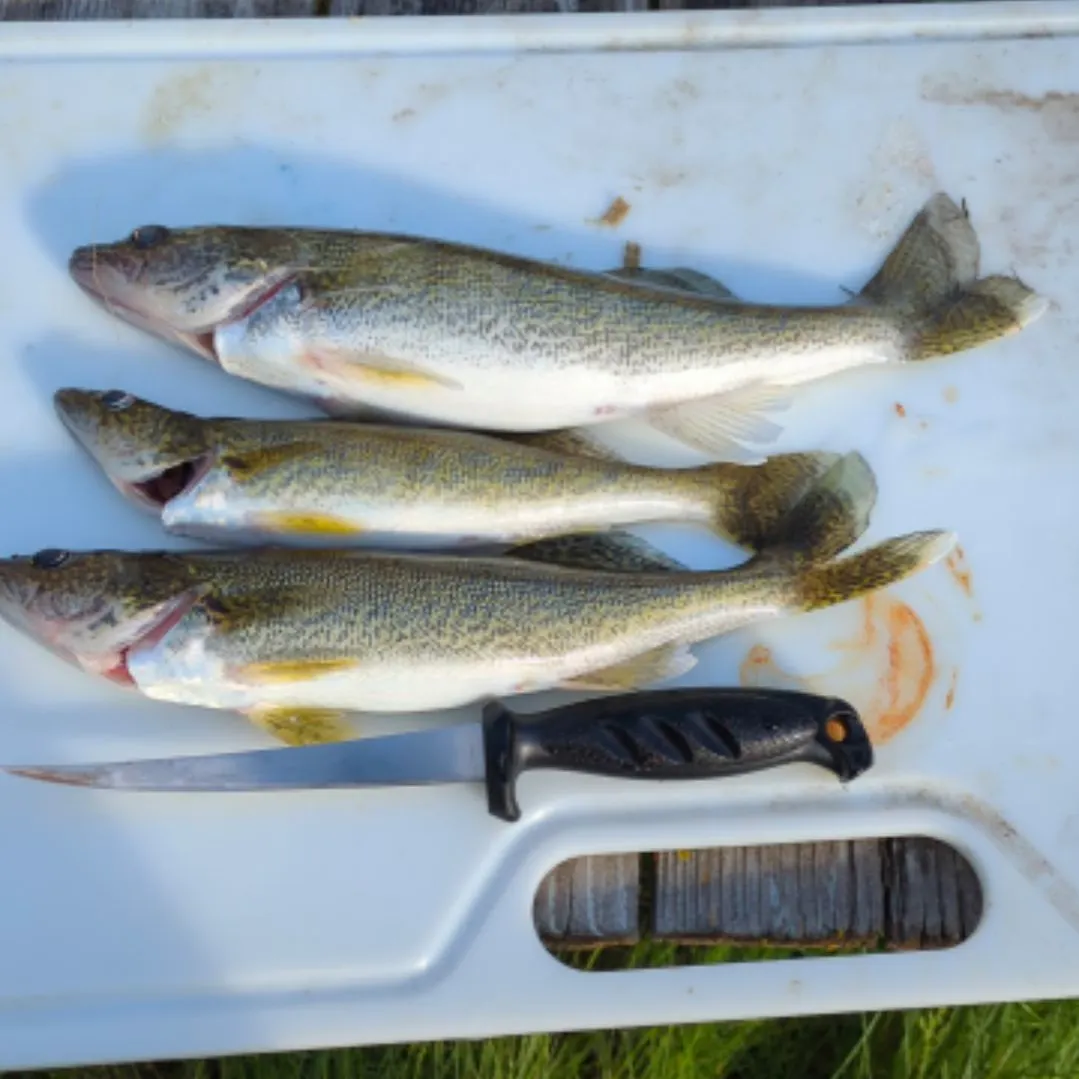 angler catch