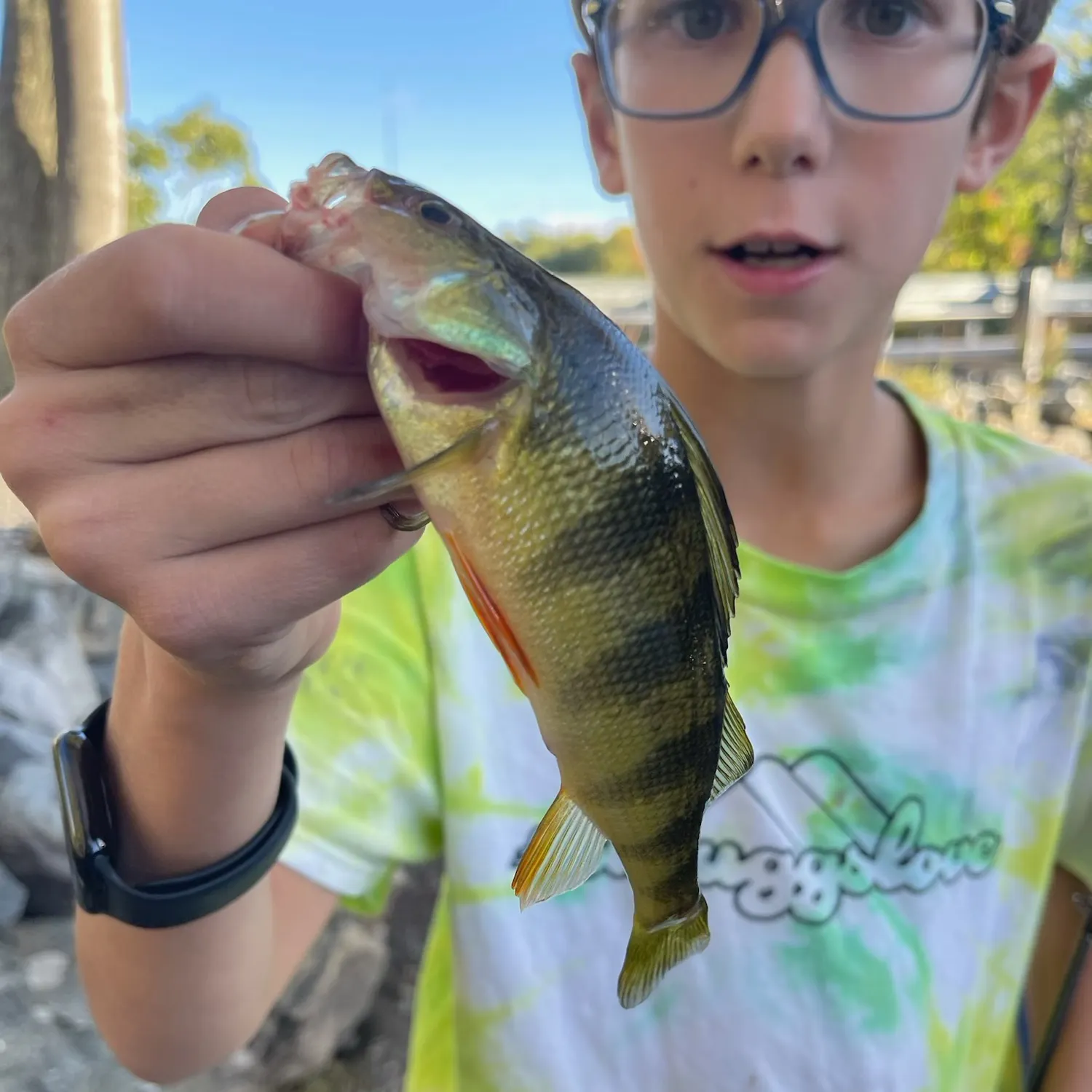 Yellow perch caught on Fishbrain