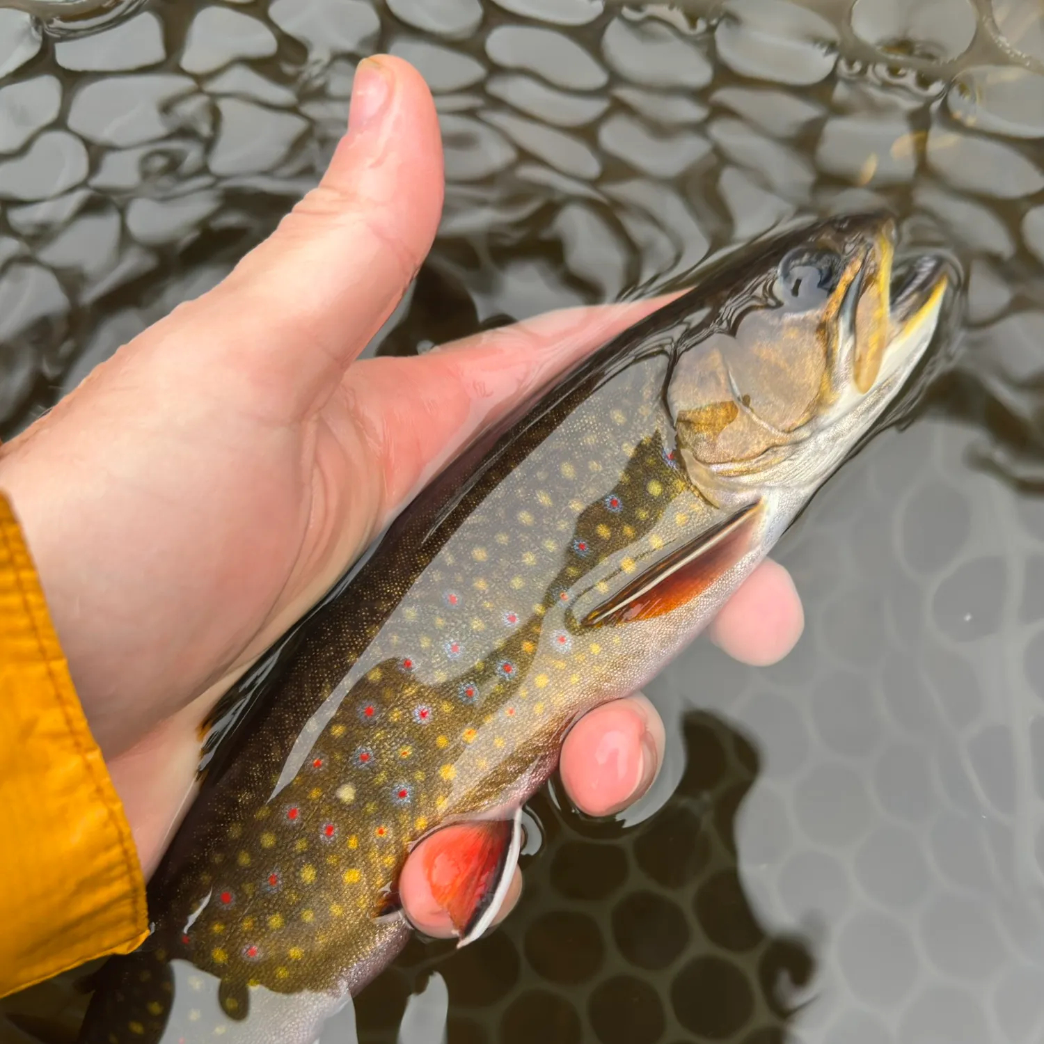 Brook trout caught on Fishbrain