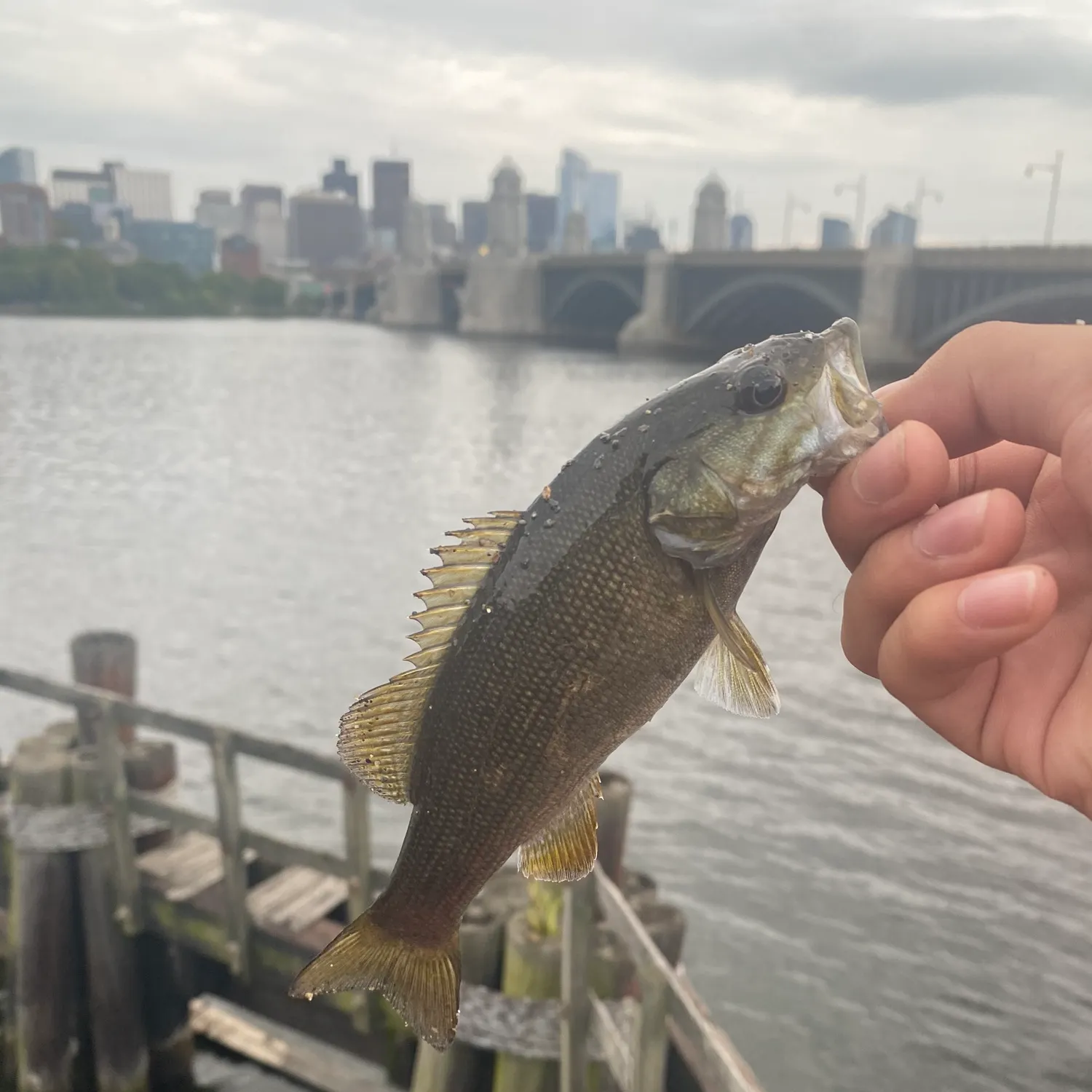 Smallmouth bass caught on Fishbrain