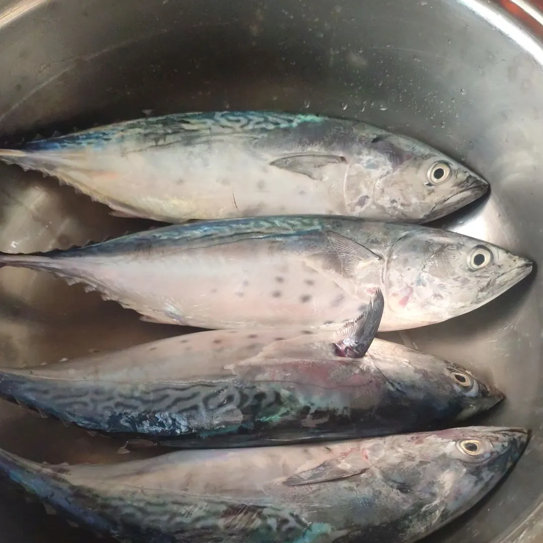 The most recent Little tunny catches on Fishbrain