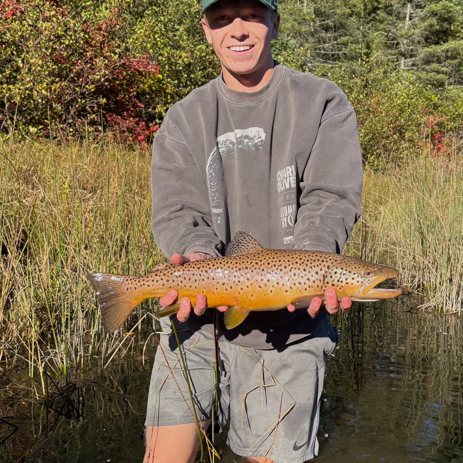 Brown trout caught on Fishbrain