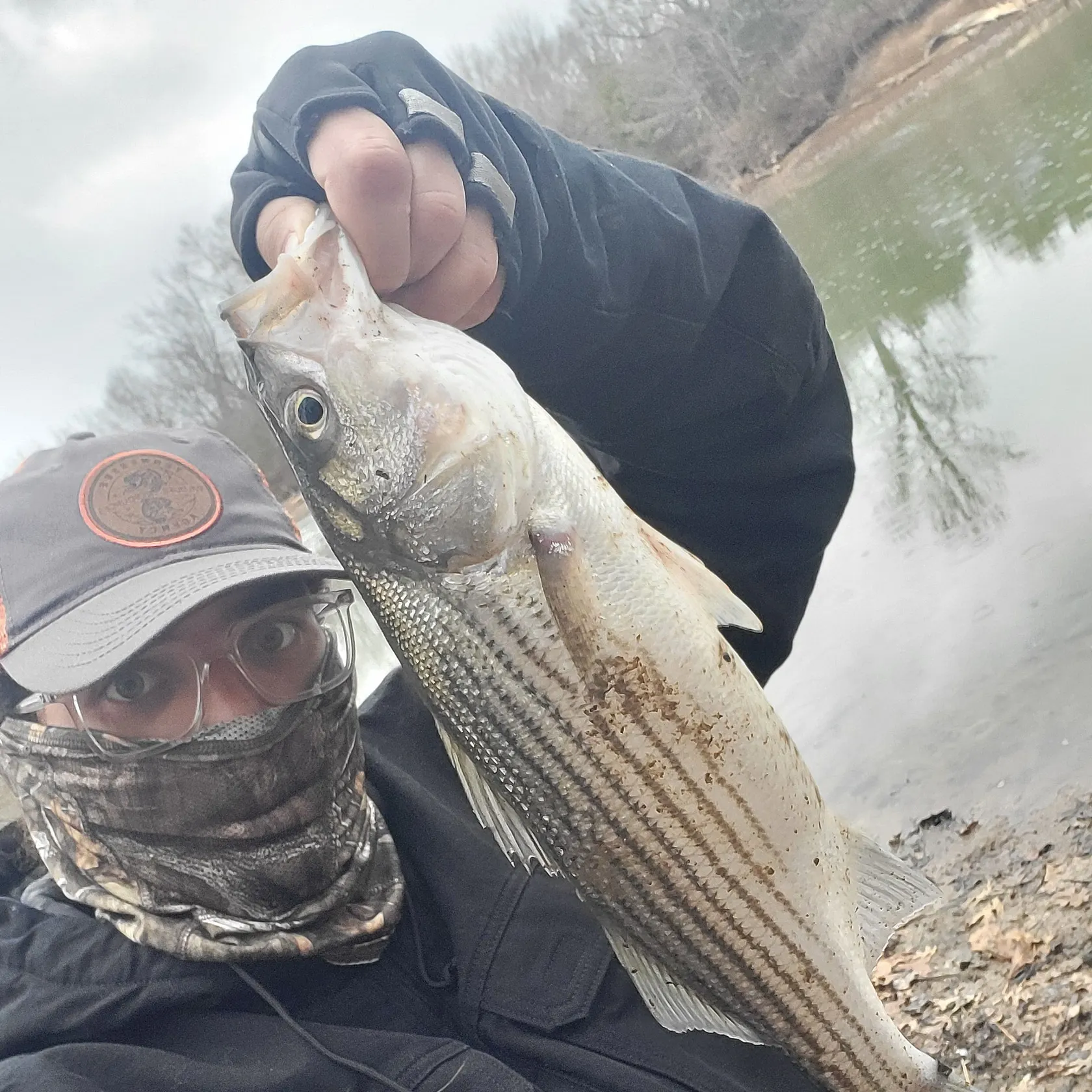 The most recent Hybrid striped bass catches on Fishbrain