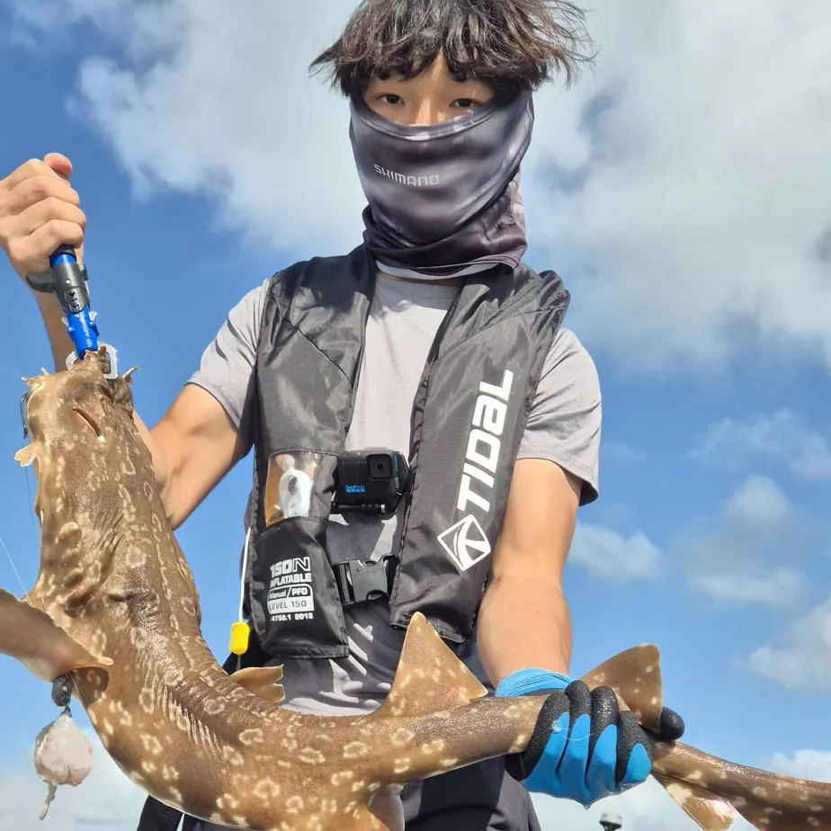 The most recent Spotted wobbegong catches on Fishbrain