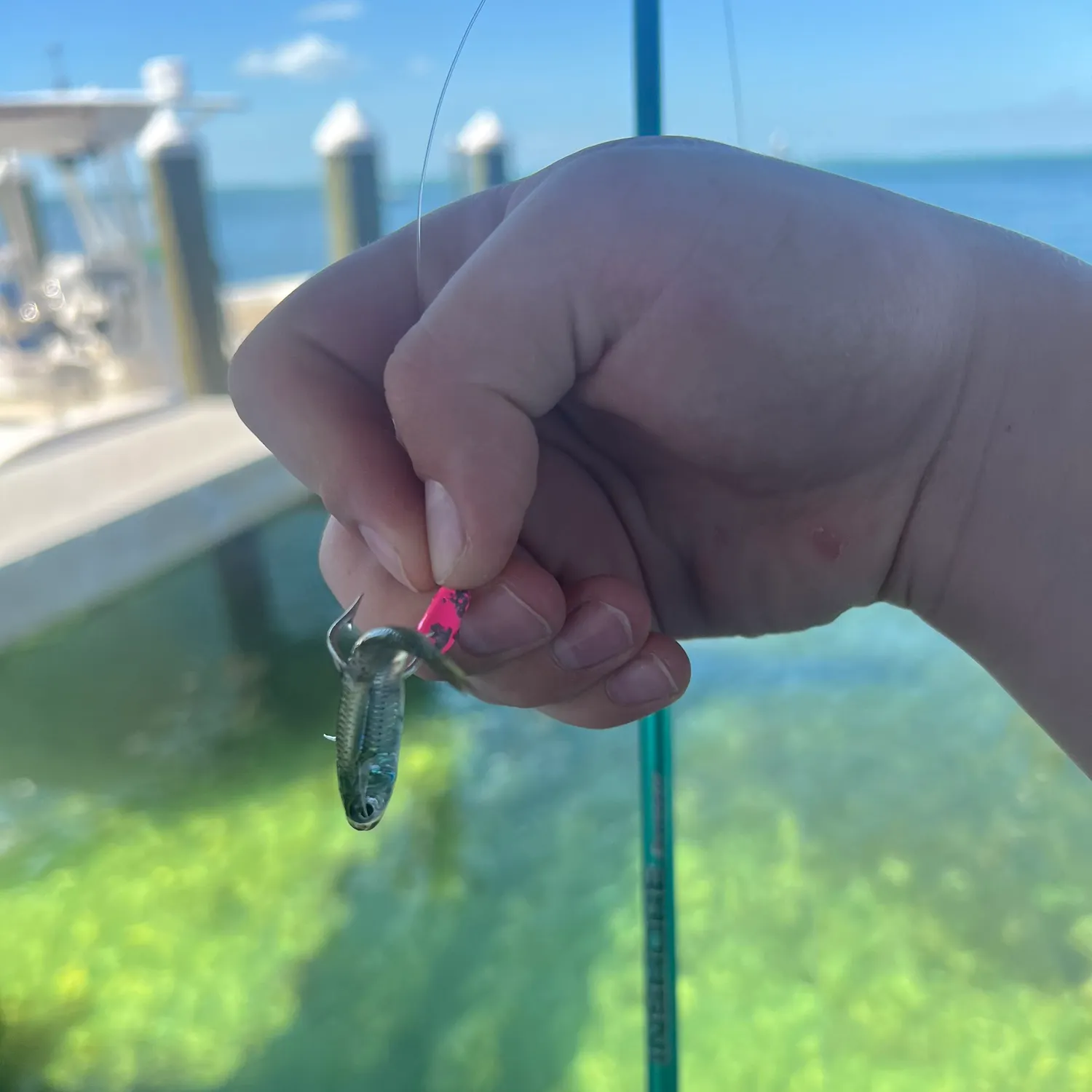 The most recent Tropical silverside catches on Fishbrain