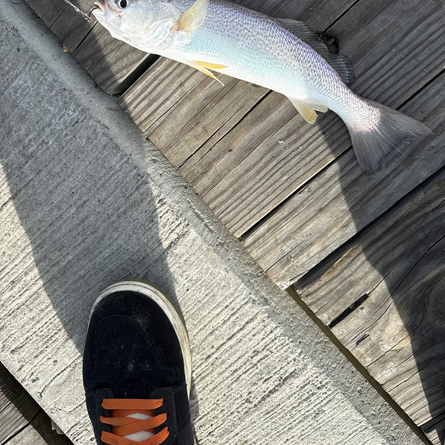 The most recent Gray weakfish catches on Fishbrain