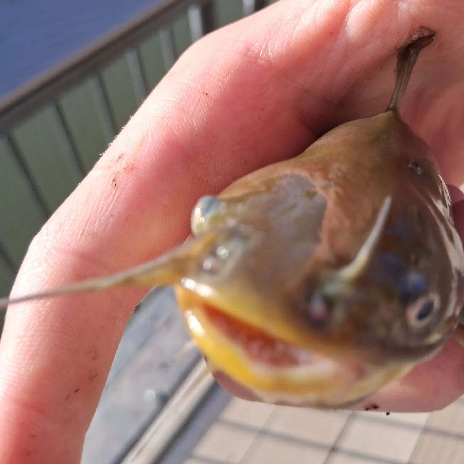 catch