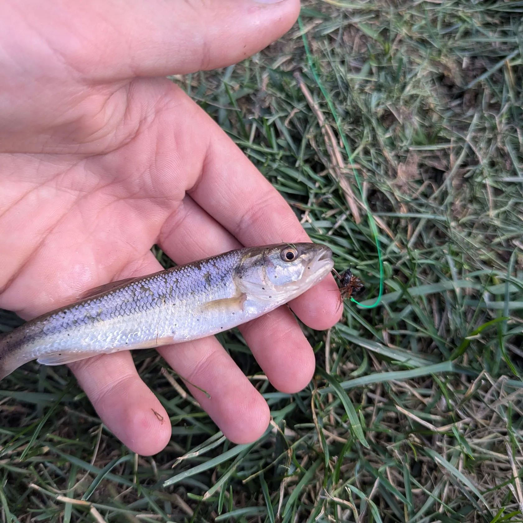 Creek chub caught on Fishbrain