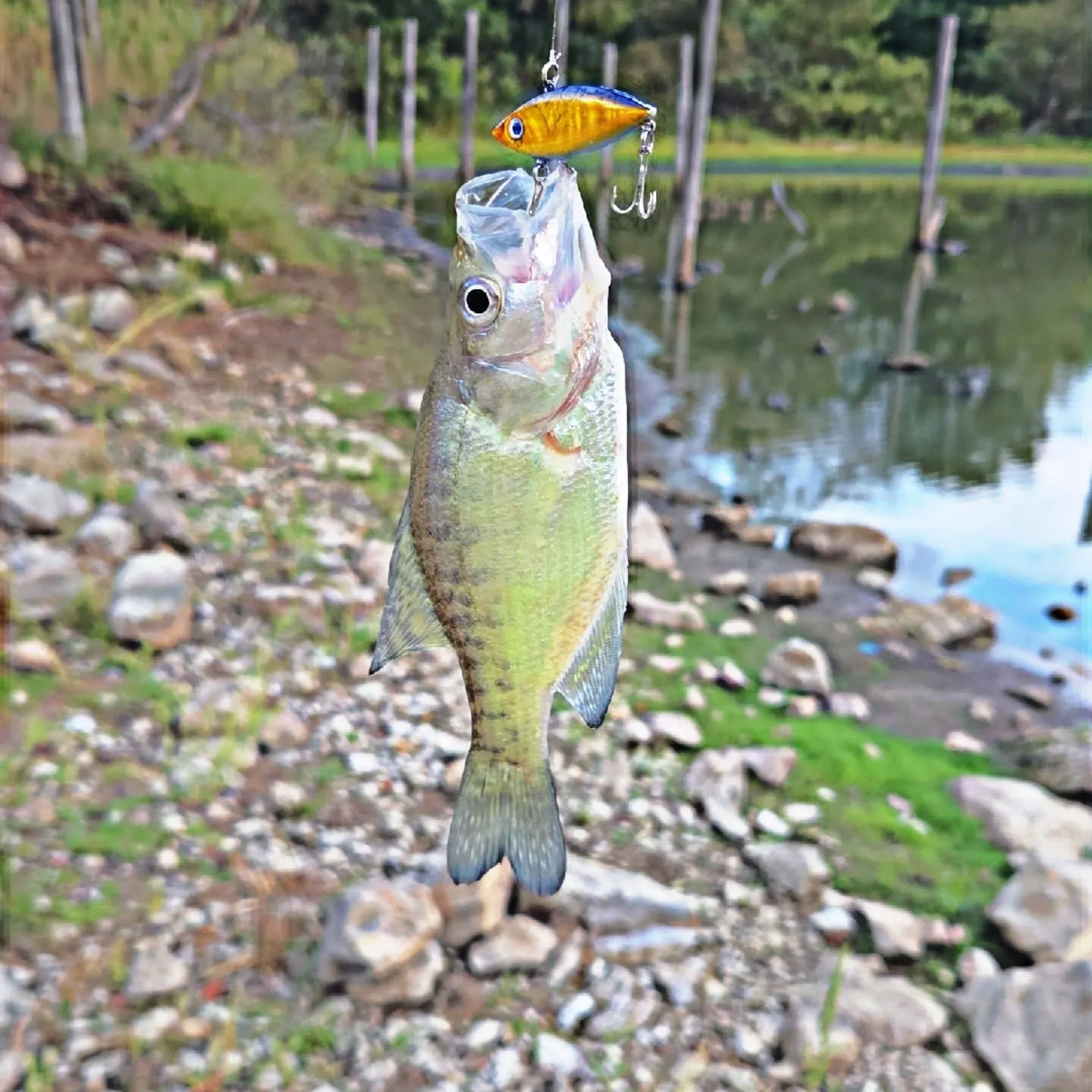 White crappie caught on Fishbrain