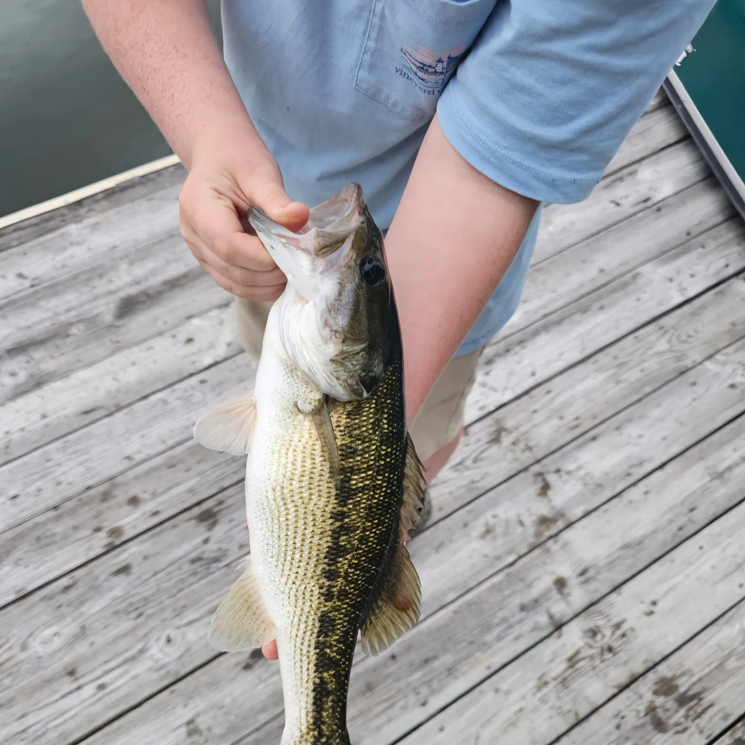 Spotted bass caught on Fishbrain