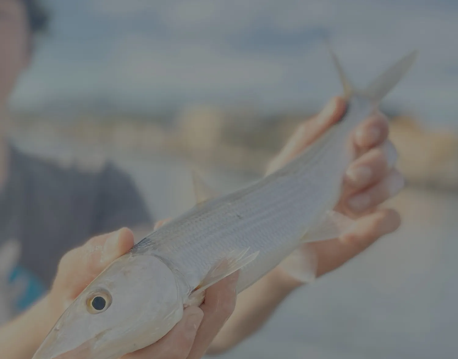 West Atlantic bonefish