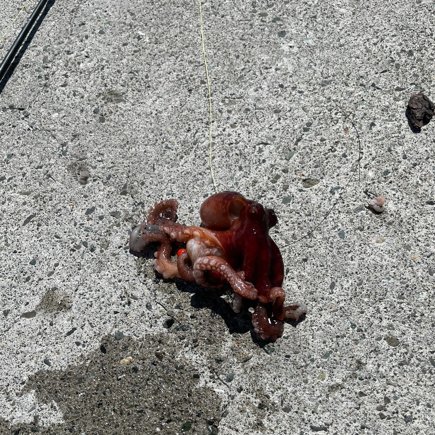 The most recent California two-spot octopus catches on Fishbrain