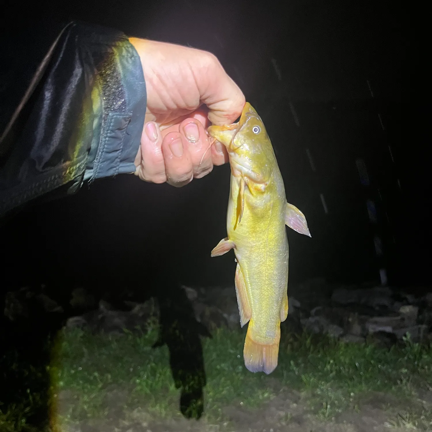 Yellow bullhead caught on Fishbrain