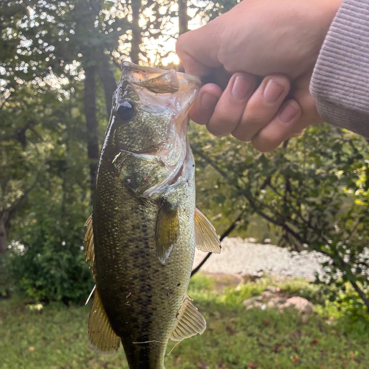 Largemouth bass caught on Fishbrain