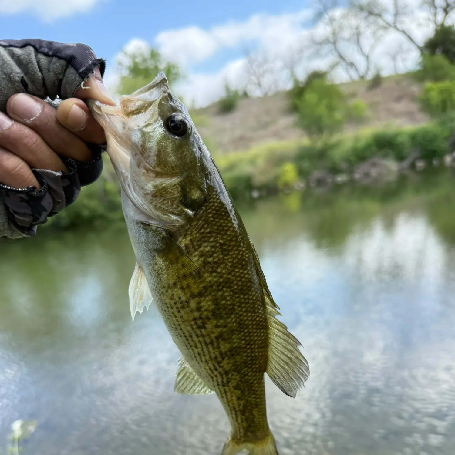 The most recent Guadalupe bass catches on Fishbrain