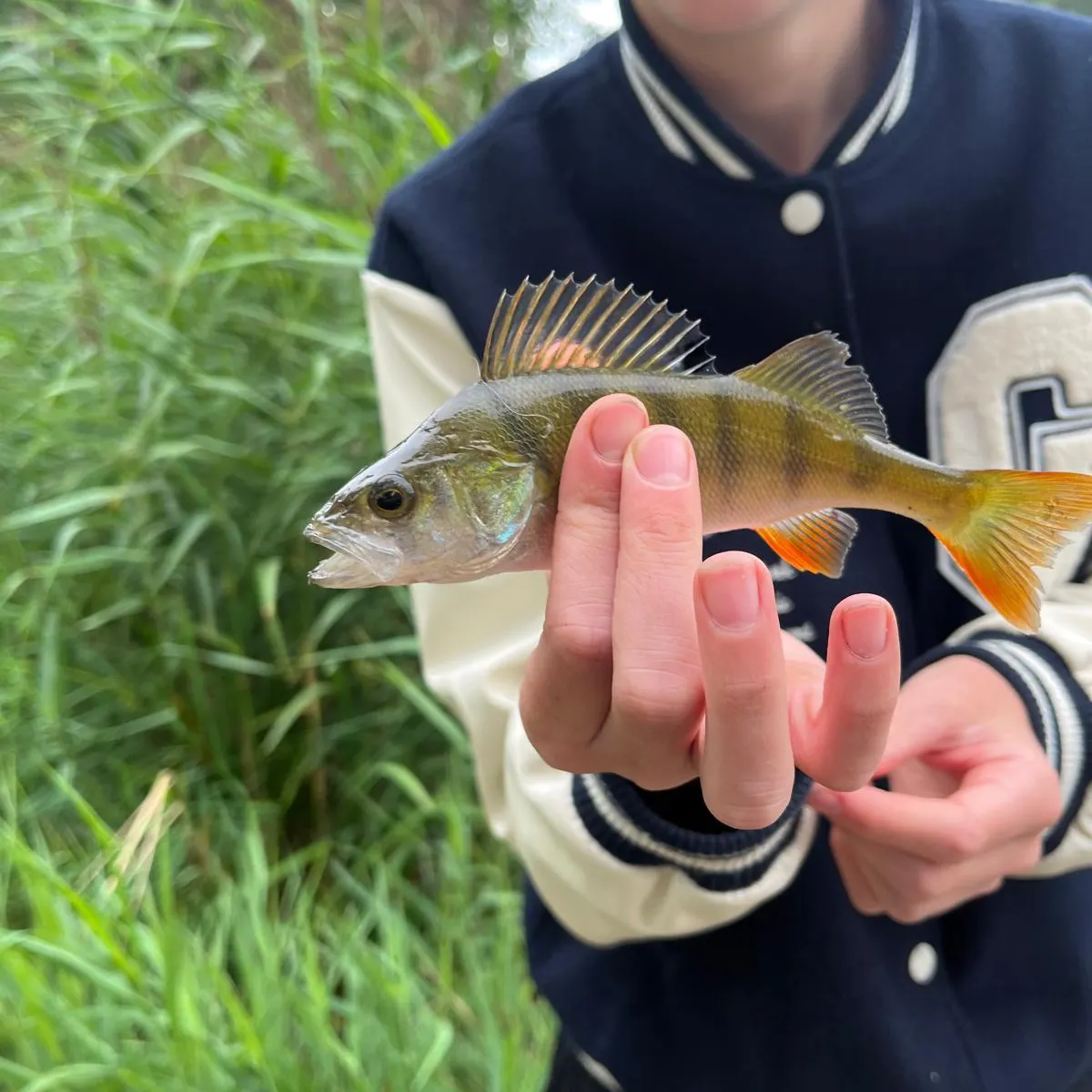 European perch caught on Fishbrain