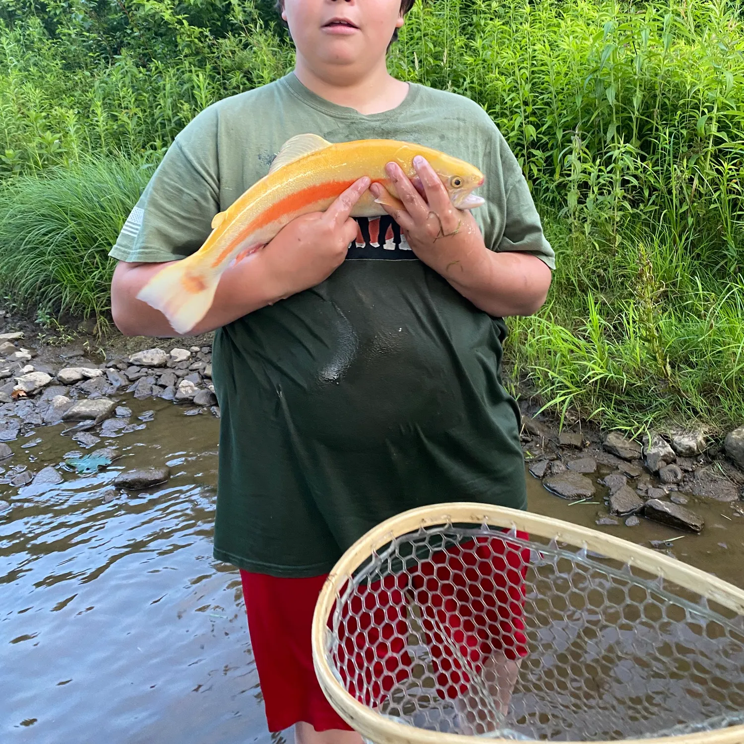 The most recent Golden rainbow trout catches on Fishbrain