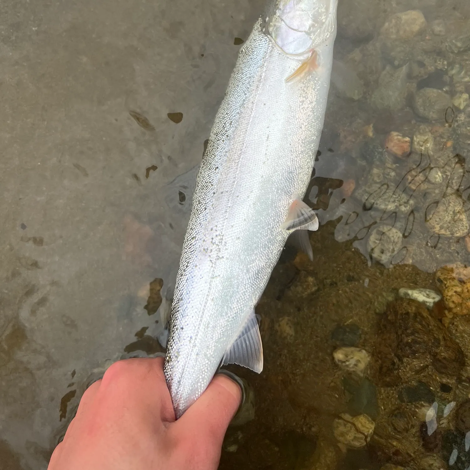 The most recent Coastal cutthroat trout catches on Fishbrain