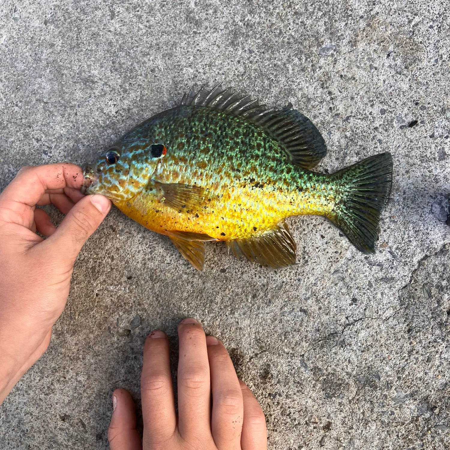 Pumpkinseed x green sunfish caught on Fishbrain