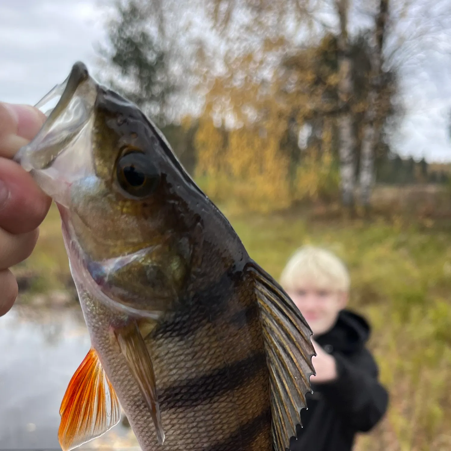 European perch caught on Fishbrain