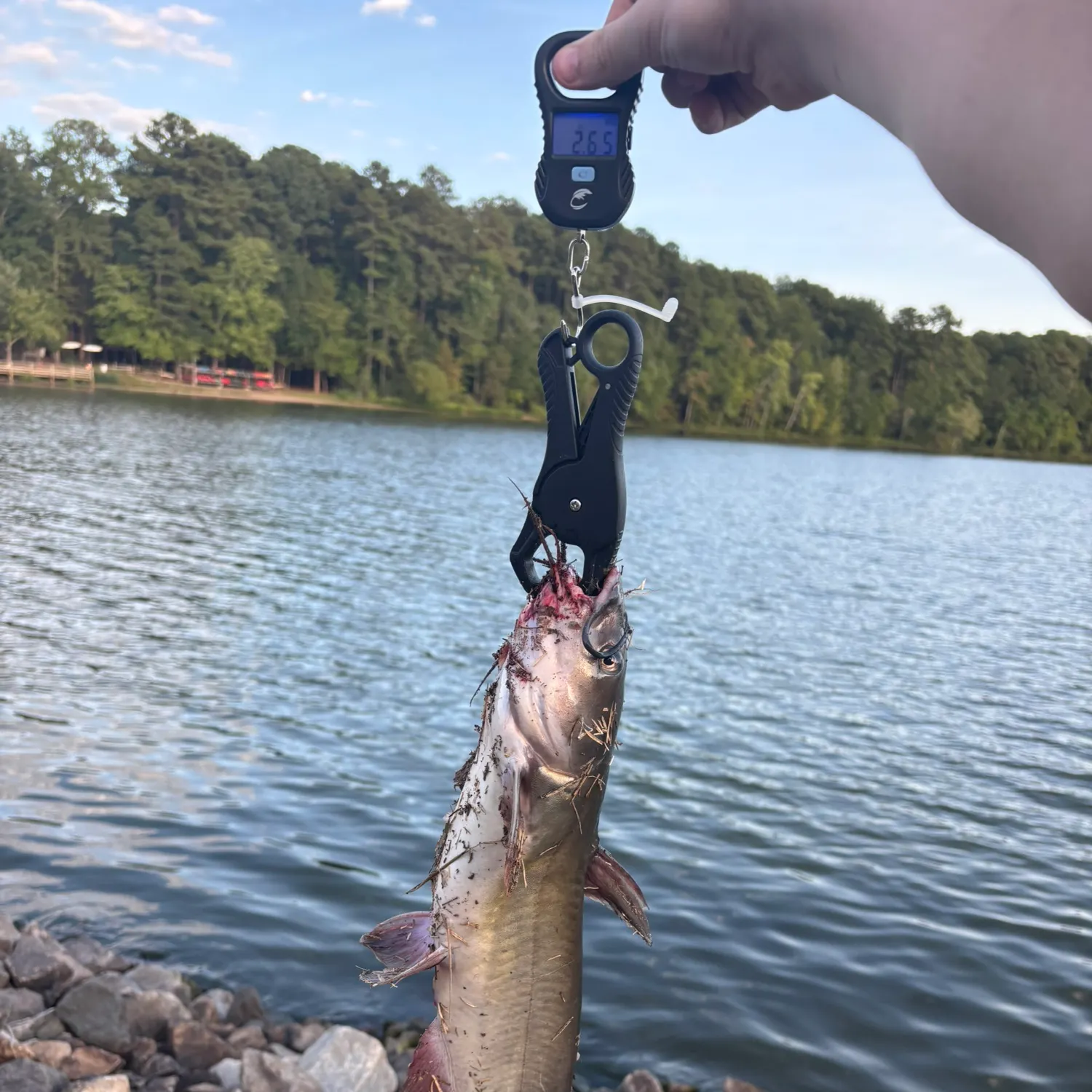 Channel catfish caught on Fishbrain
