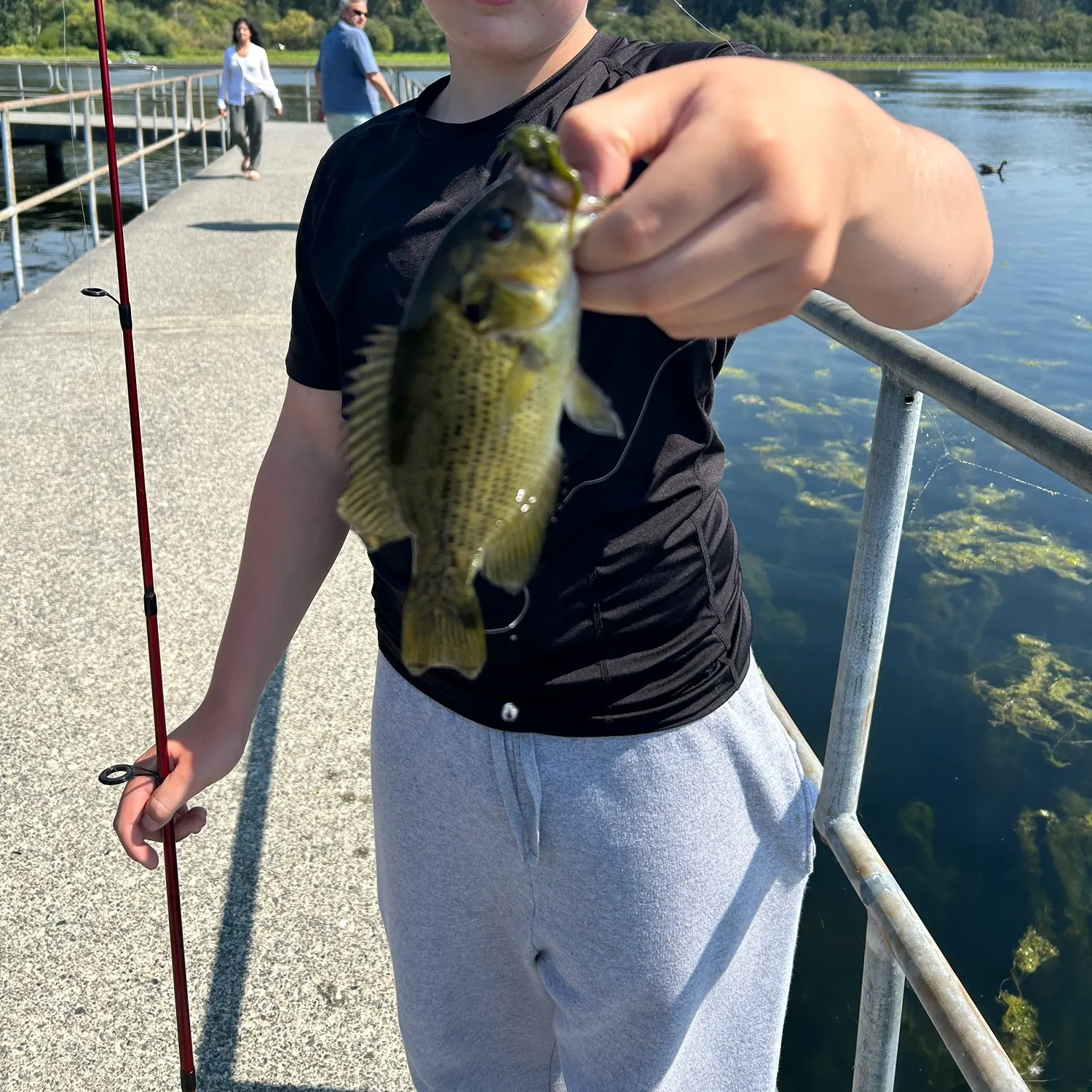 Rock bass caught on Fishbrain