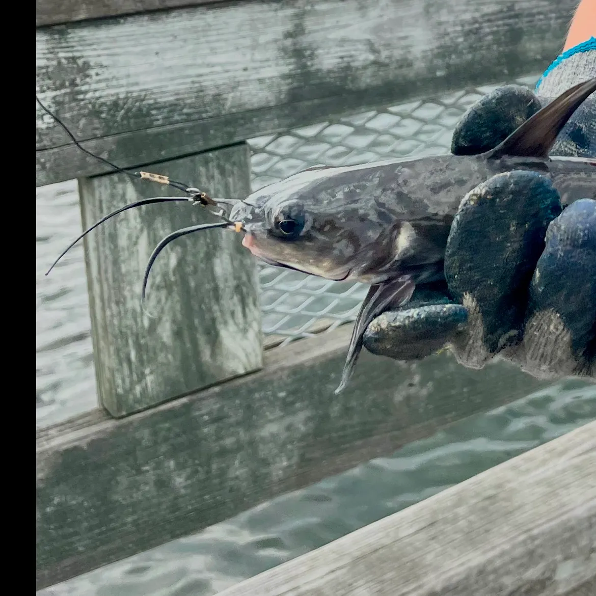 Channel catfish caught on Fishbrain