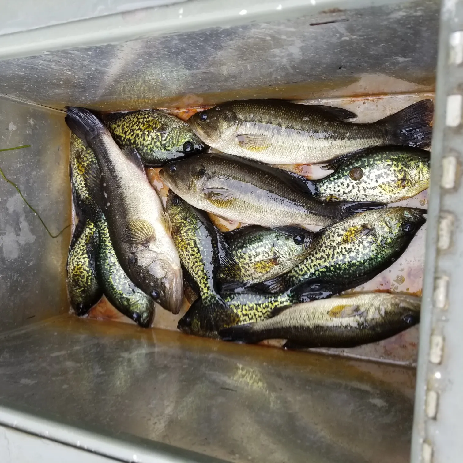 ᐅ Fiander Lake fishing reports🎣• Yelm, WA (United States) fishing
