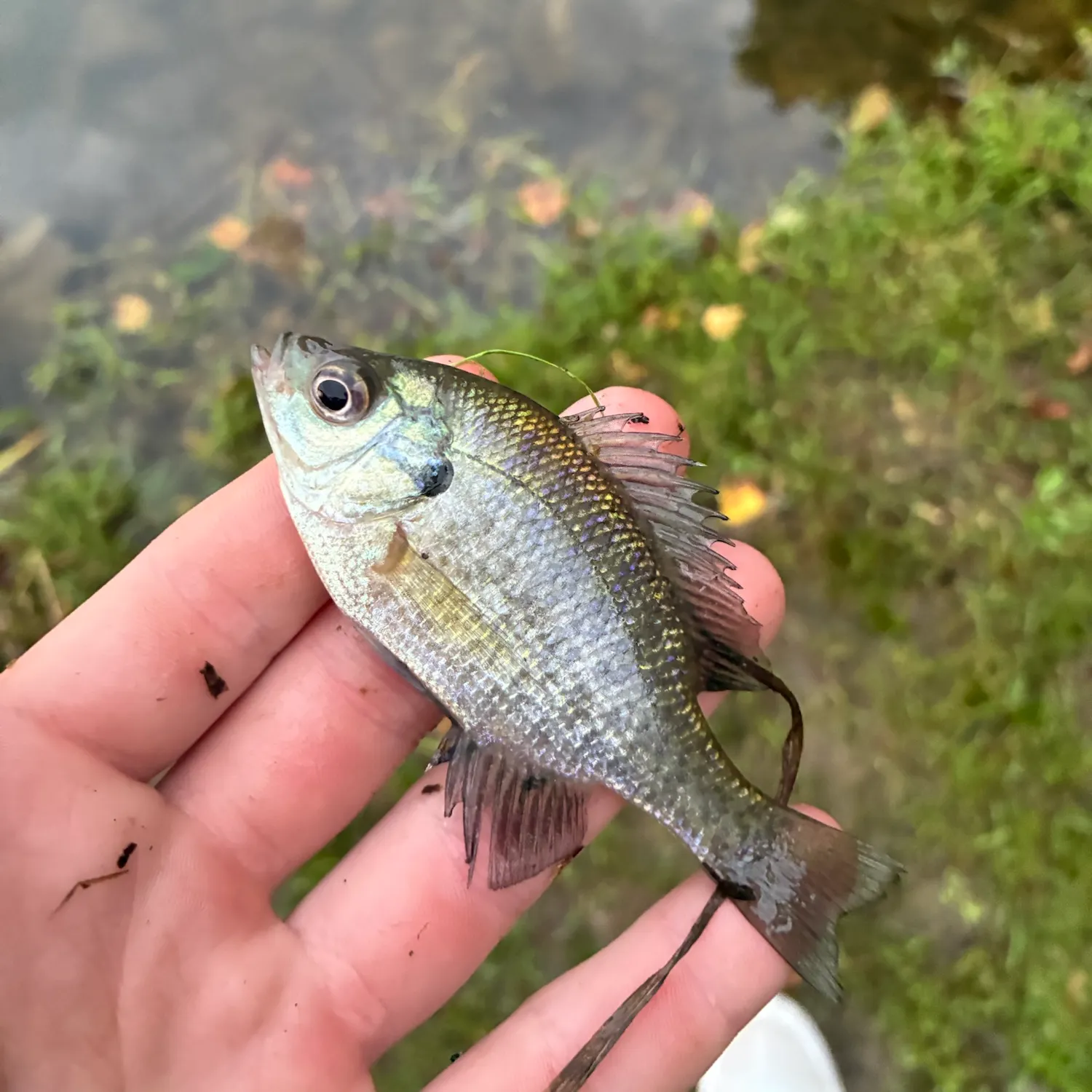 Bluegill caught on Fishbrain