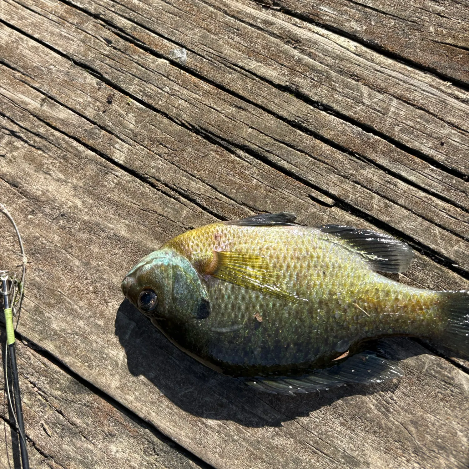 Bluegill caught on Fishbrain