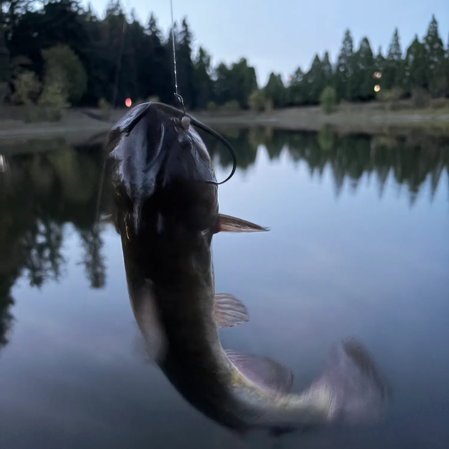 Channel catfish caught on Fishbrain