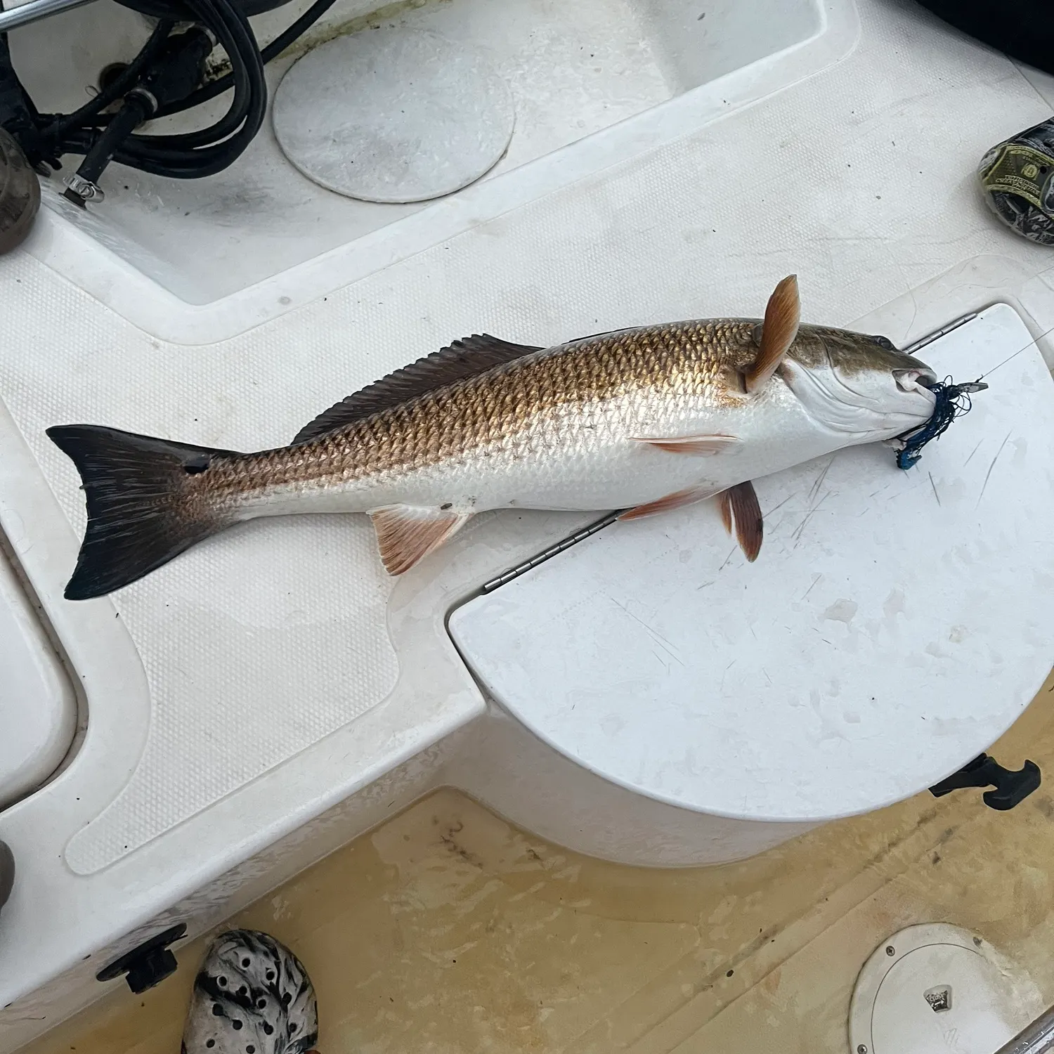The most recent Red drum catches on Fishbrain