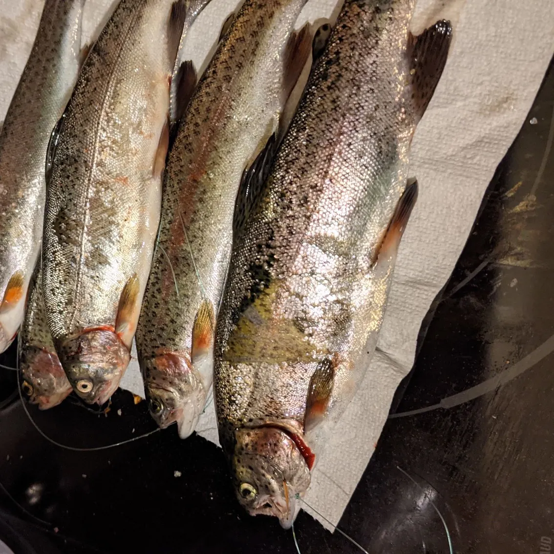 Rainbow trout caught on Fishbrain