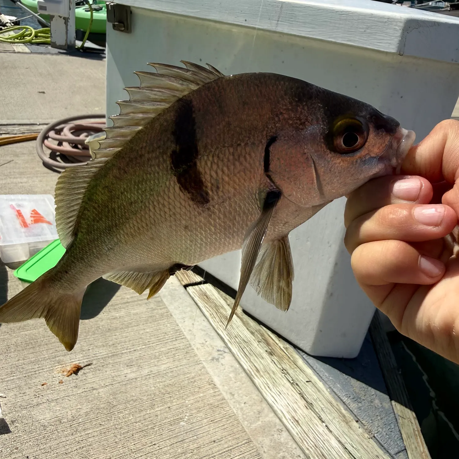 The most recent Sargo catches on Fishbrain