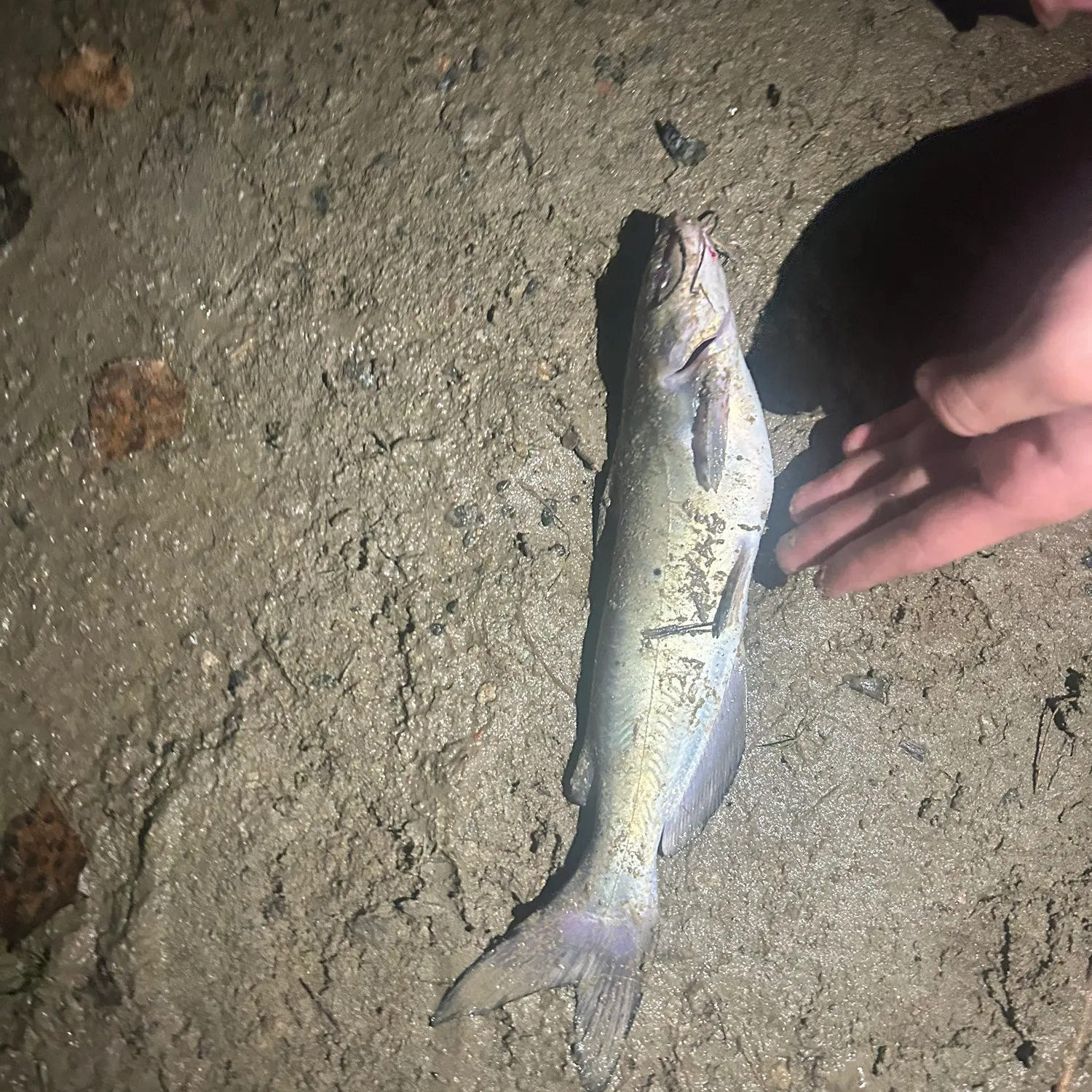 Channel catfish caught on Fishbrain