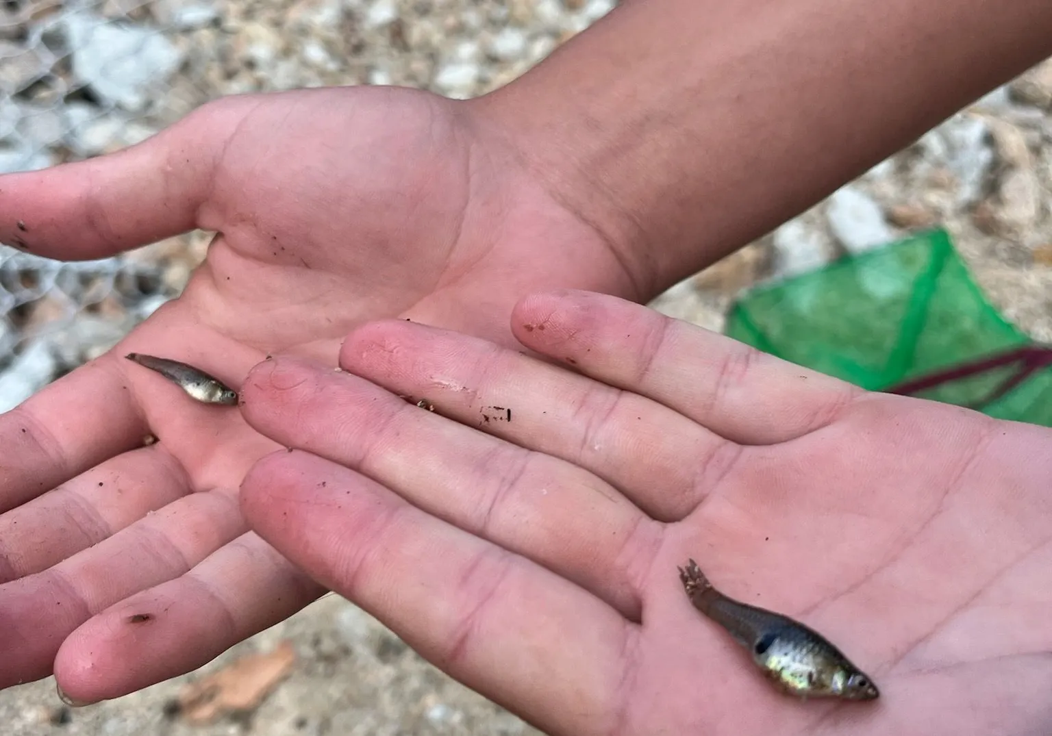 Eastern mosquitofish