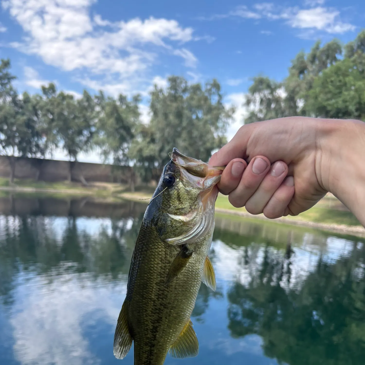 Largemouth bass caught on Fishbrain
