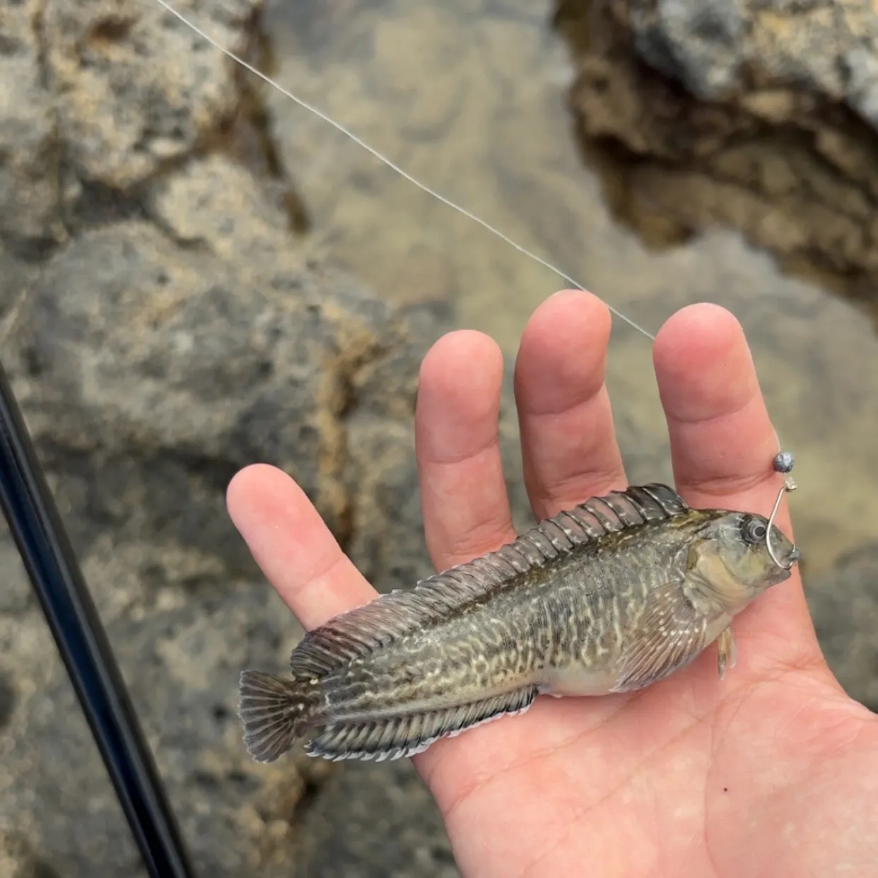 The most recent Shanny catches on Fishbrain