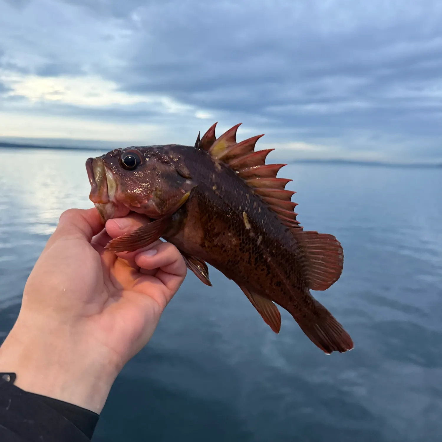 Copper rockfish caught on Fishbrain