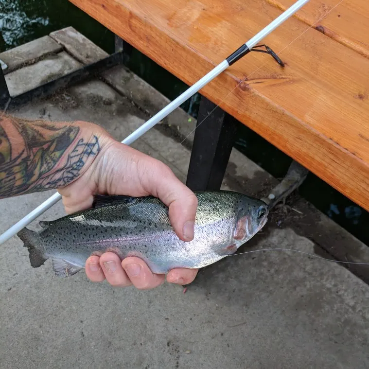 Rainbow trout caught on Fishbrain