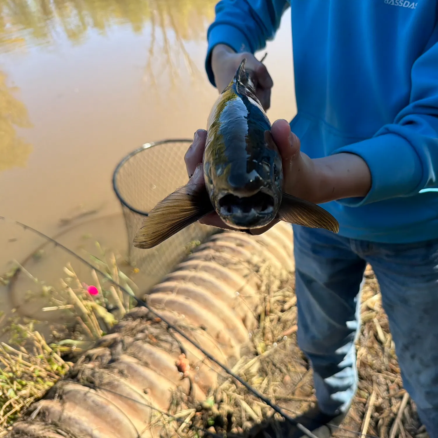 Coho salmon caught on Fishbrain