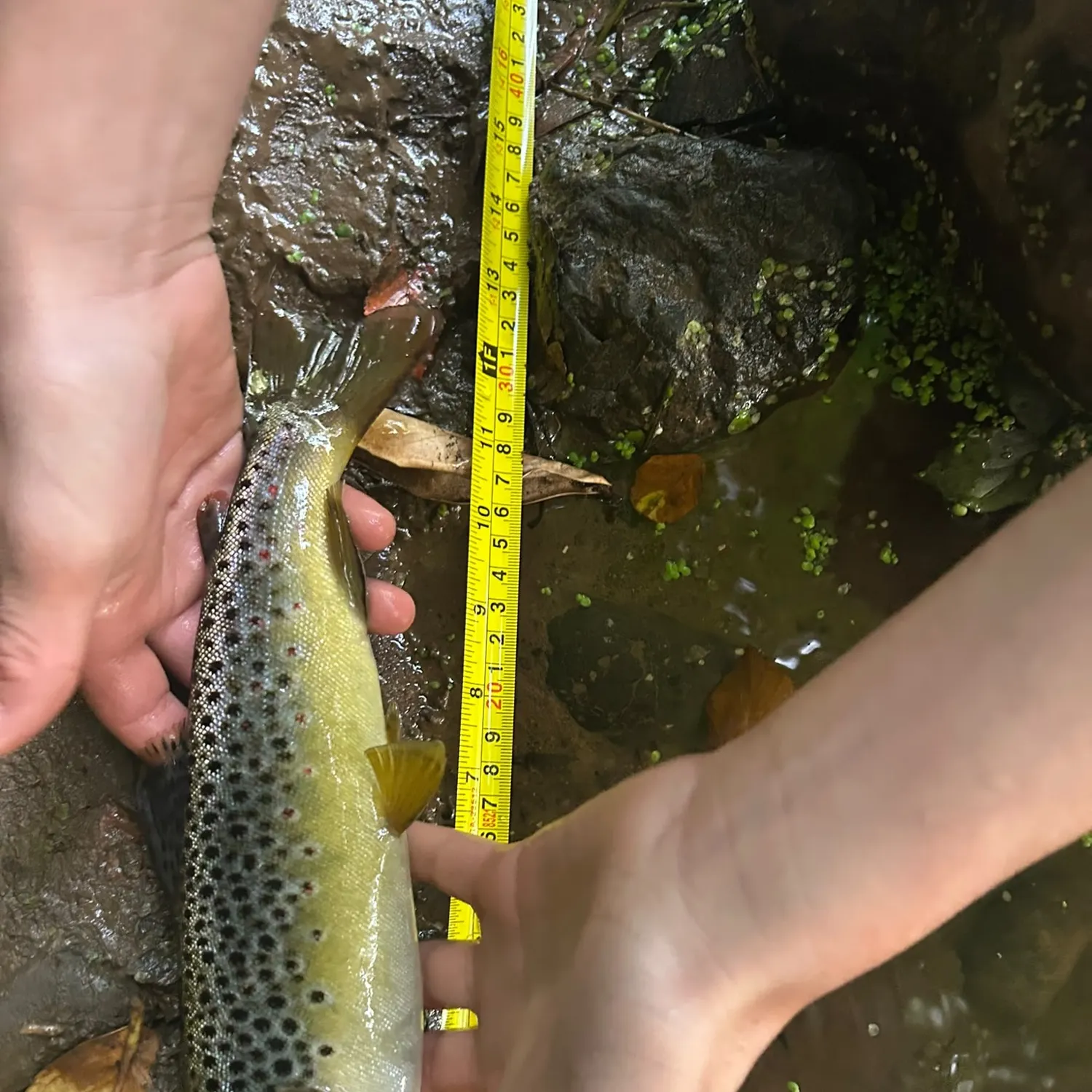 Brown trout caught on Fishbrain