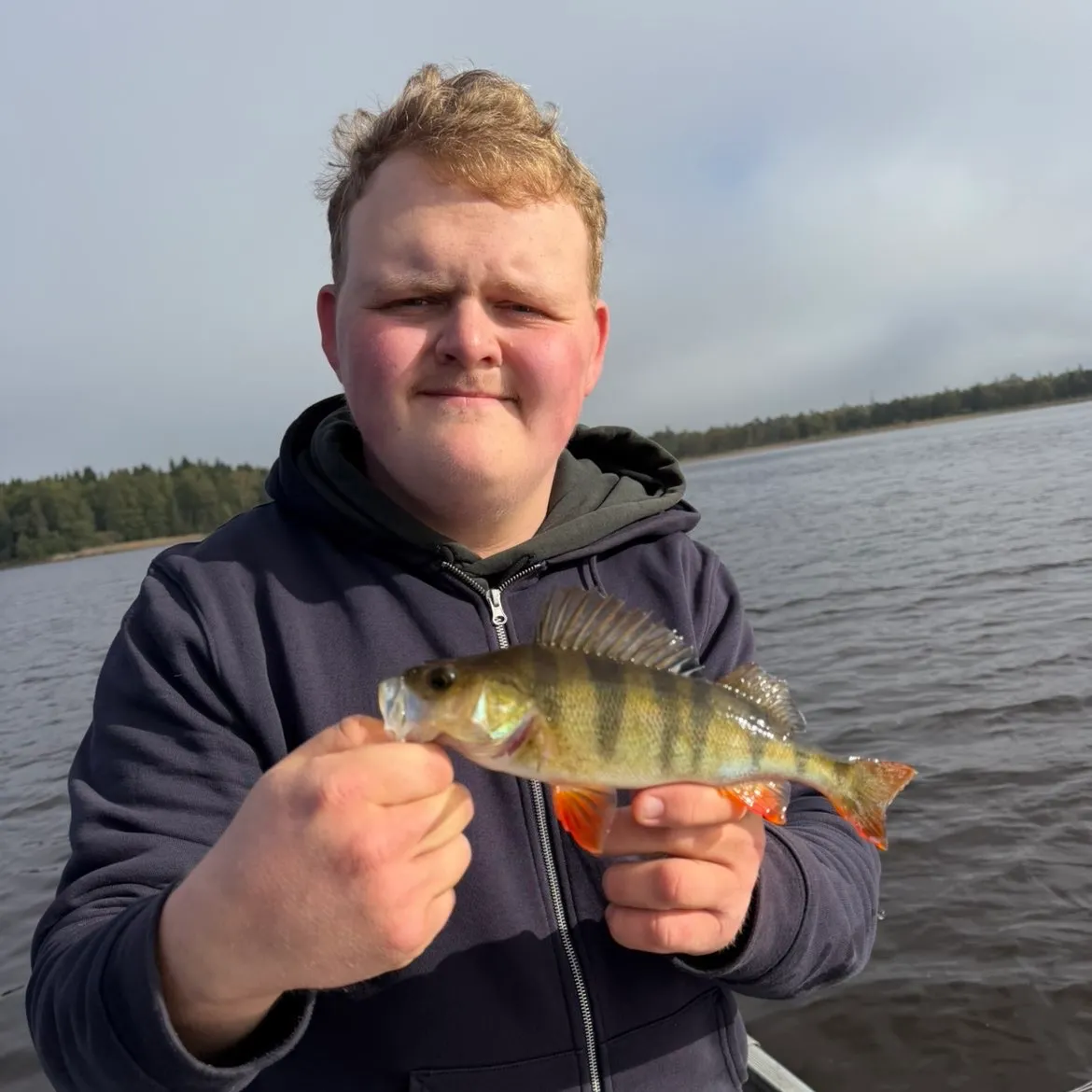 European perch caught on Fishbrain