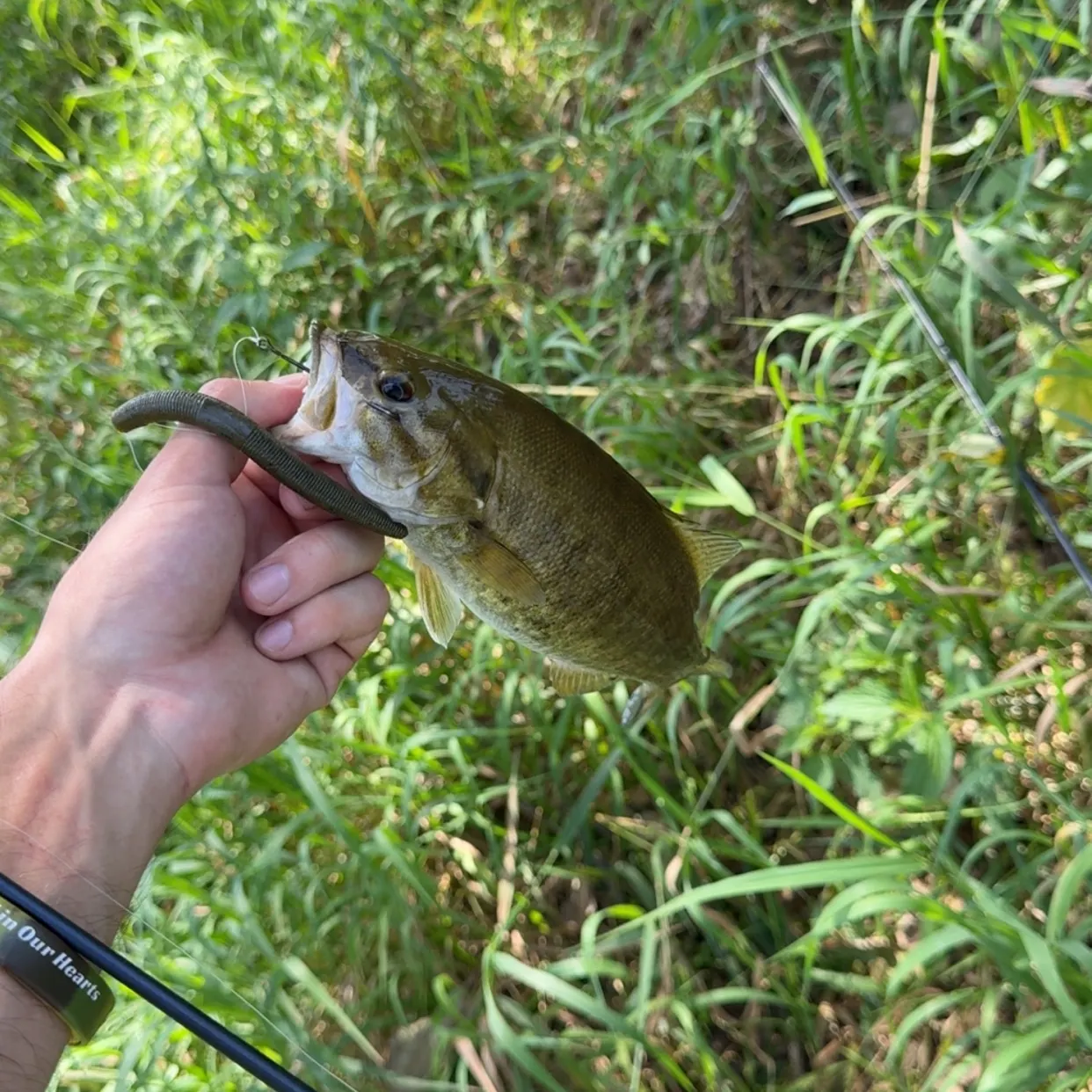 Smallmouth bass caught on Fishbrain