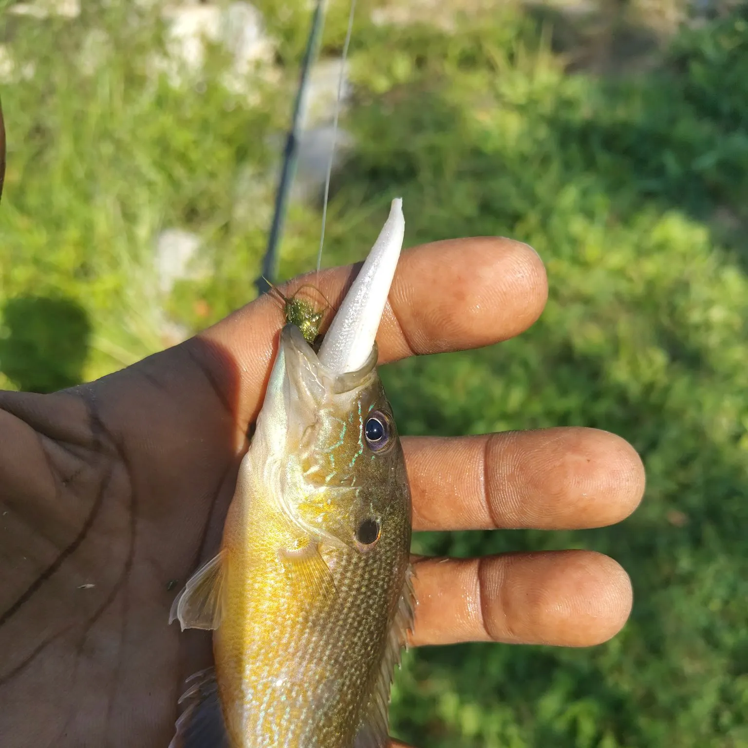 Green sunfish caught on Fishbrain