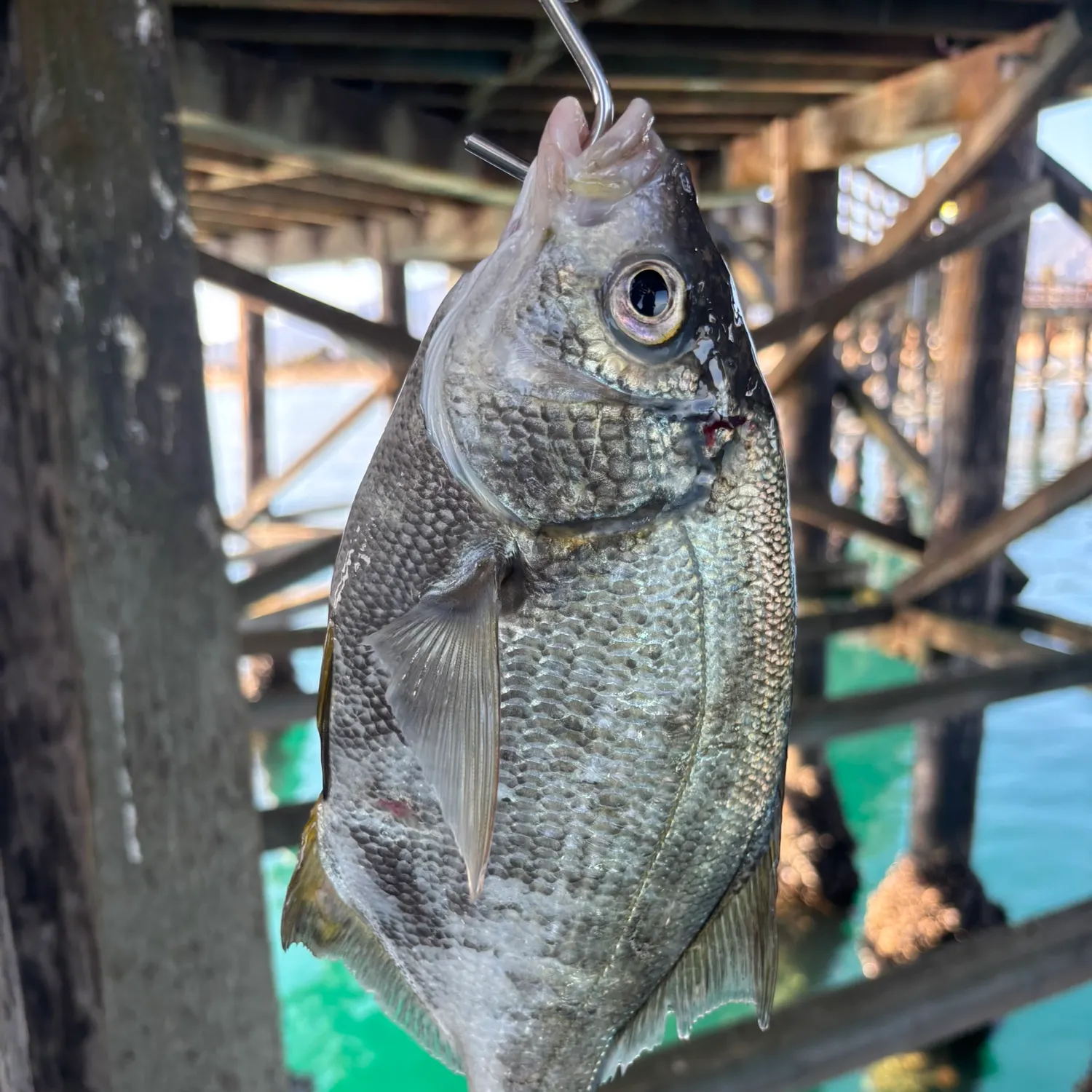 The most popular recent Pile perch catch on Fishbrain